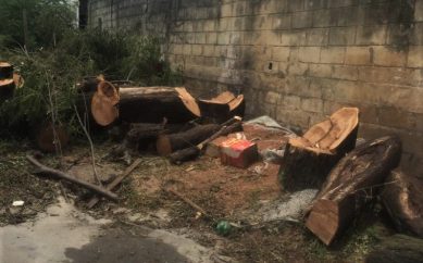 Em PL, todo dia se corta uma árvore, mas ninguém planta uma nova no lugar