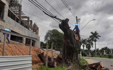 Não vai ter sombra para quem esperar a Justiça. A última árvore já foi…