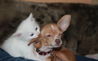 Neste sábado tem vacinação de cães e gatos. Mas só na região norte