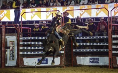 Justiça libera montarias em touros no Rodeio