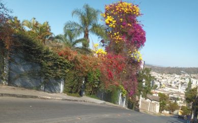 Resquícios de quando a cidade era coberta por flores