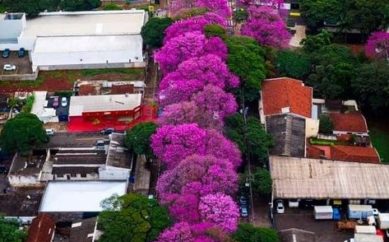 Arborização urbana é saúde