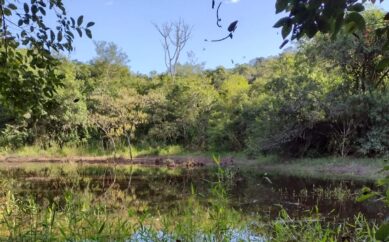 Domingo é dia de plantar árvores no Parque do Sobrado