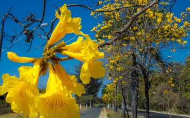 Os ipês estão floridos na nossa cidade!