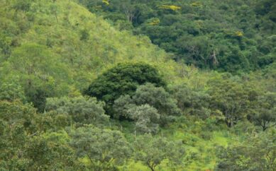 Lamas Destilaria terá projeto paisagístico inovador e sustentável