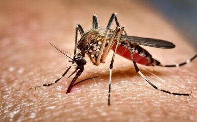 Prefeitura promove Dia D contra dengue, zica e chikungunya