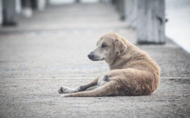 Pedro Leopoldo e sua cachorrada