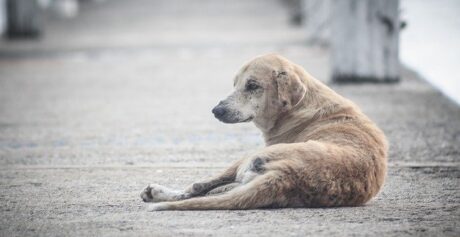 Pedro Leopoldo e sua cachorrada